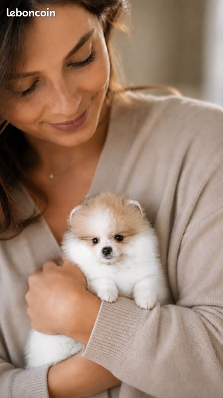 🐻🌼 Petite Loulou de Poméranie Type Ourson (image 4)