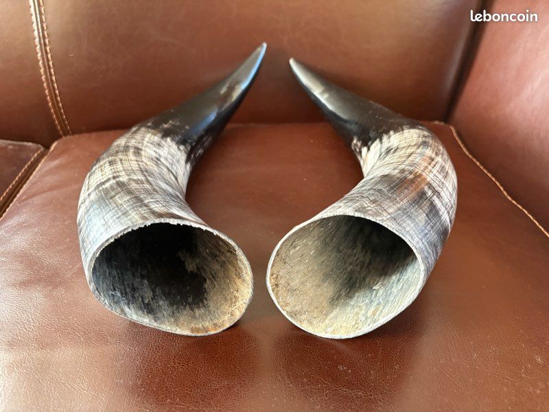 Paire de cornes sur socle bois