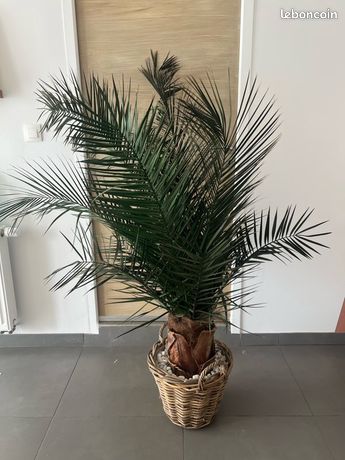 Plante stabilisee d'occasion - Dcoration - leboncoin