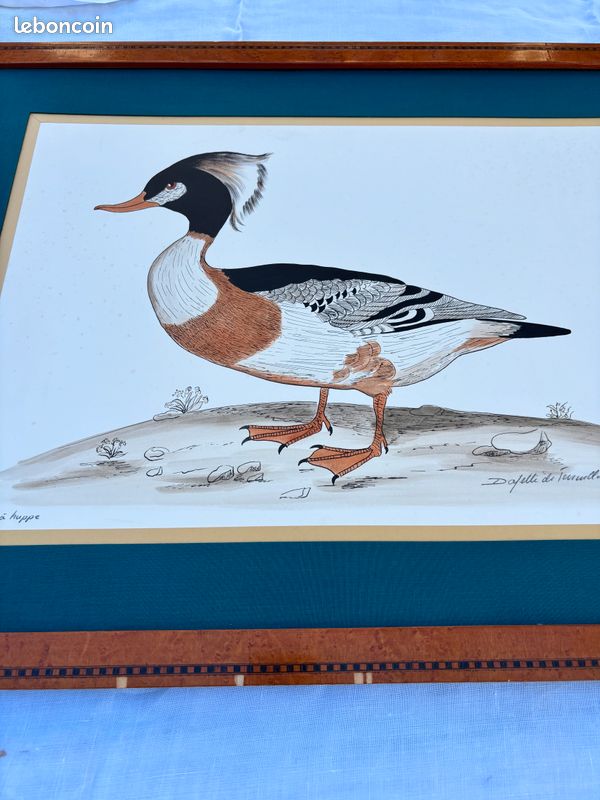 Aquarelle Dayelle De Terronblan - dessins de Monbaly (image 1)