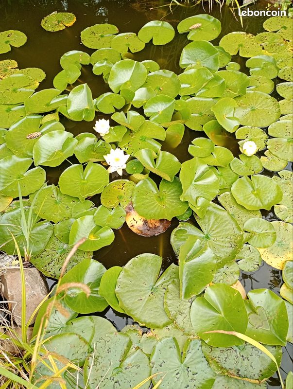 Nénuphar (image 4)