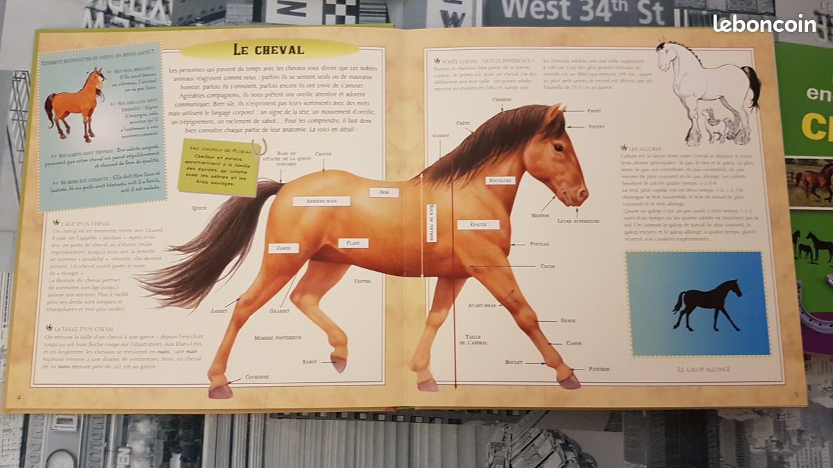 4 livres sur les chevaux: 1 malette remplie de fiches et 3 beaux livres, TBE (image 6)