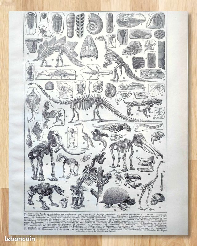 Paléontologie, panorama de l'histoire de la vie (image 1)