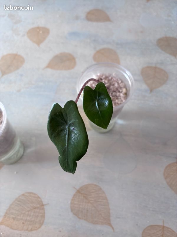 Bébé alocasia zébrina (image 1)