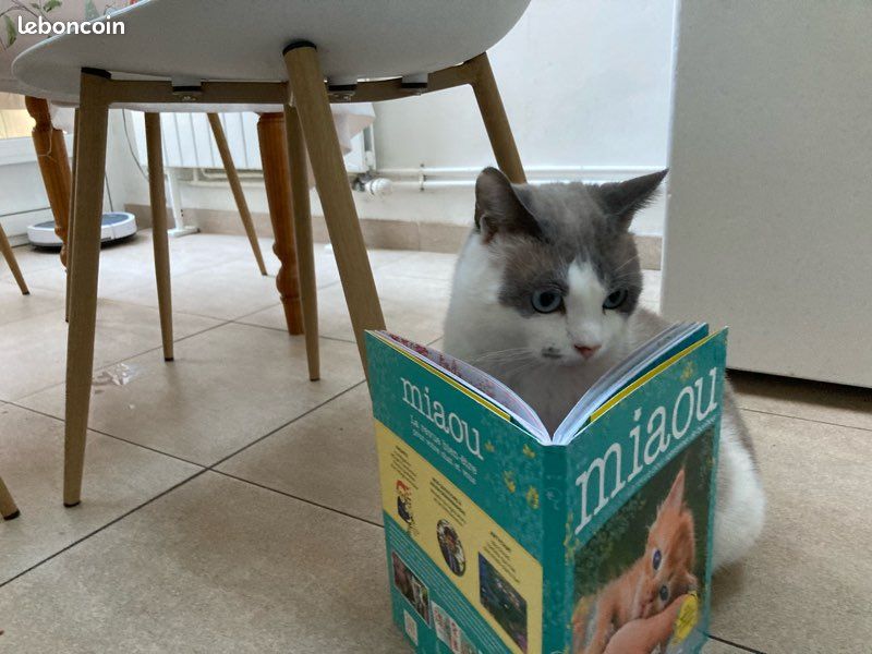 Livres miaou (2)😻 (image 4)