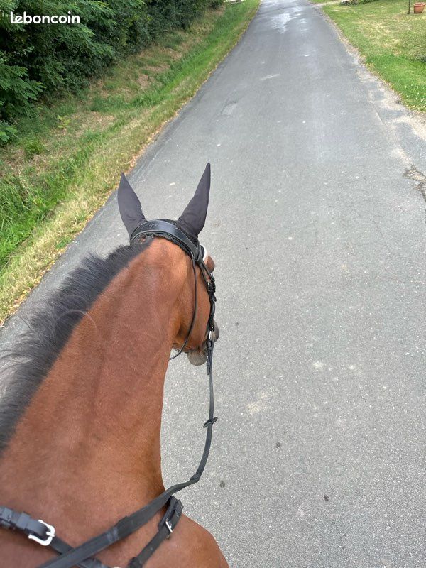 Filet dyon cheval (image 4)
