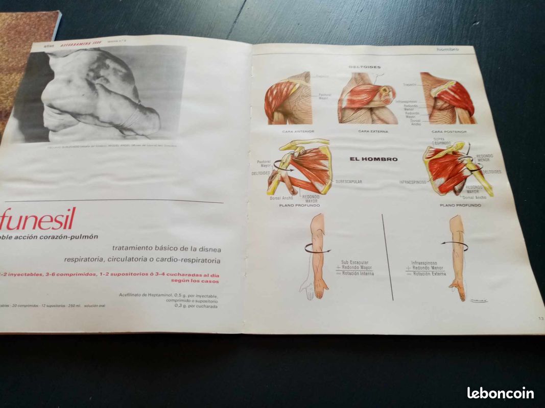 Atlas musculaire de l ascorbamine 1500 (image 6)