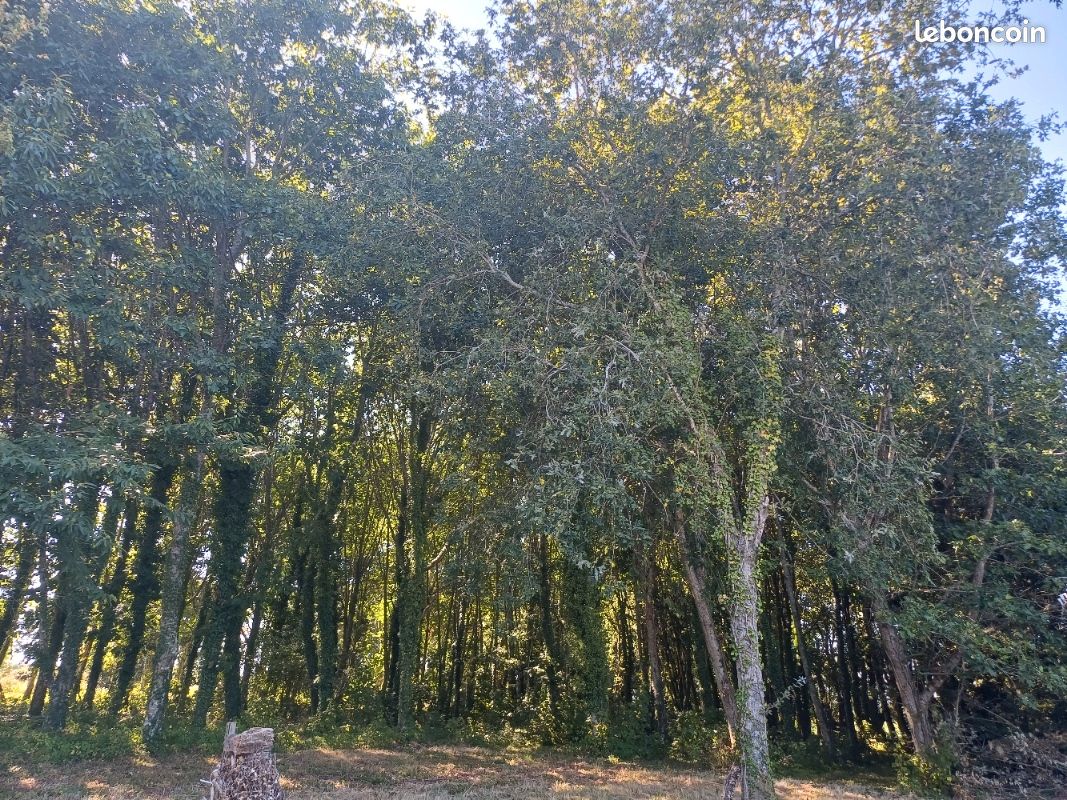 TERRAIN boisé (image 2)