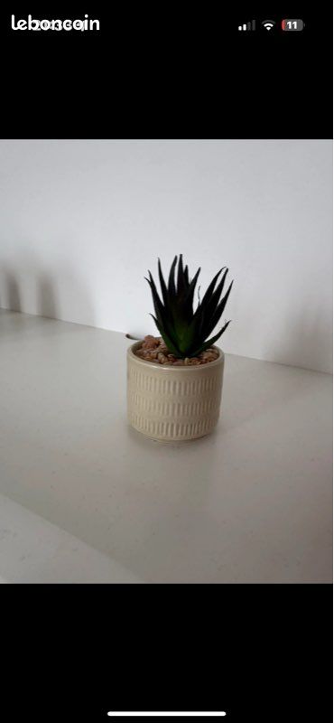 Petite fausse succulente (image 1)