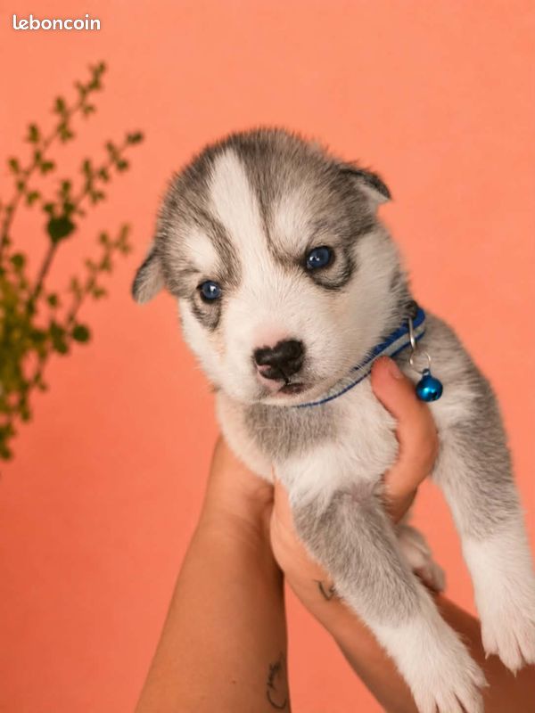 Chiots husky (image 2)