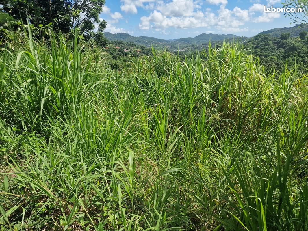 Terrain 568 m² Le Vauclin · 77 000 €
