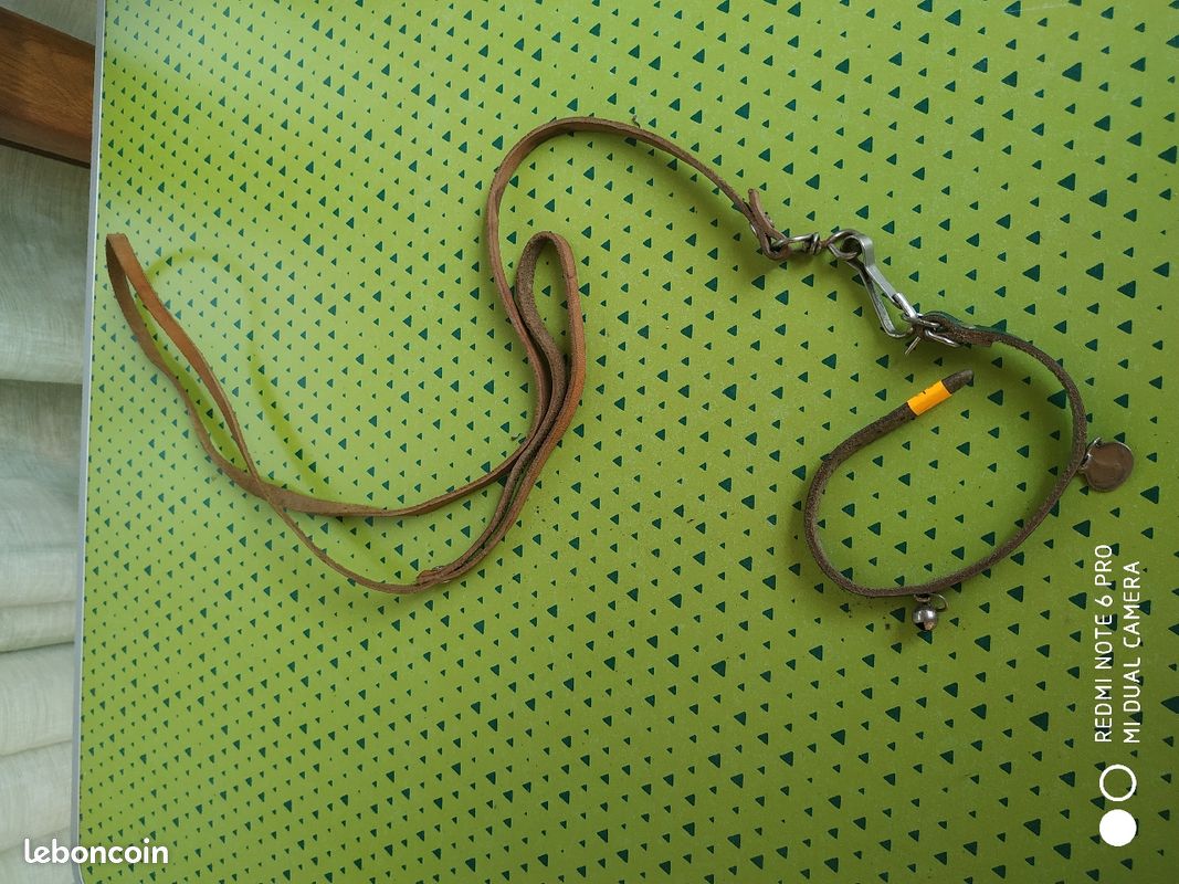 Collier et laisse (image 1)