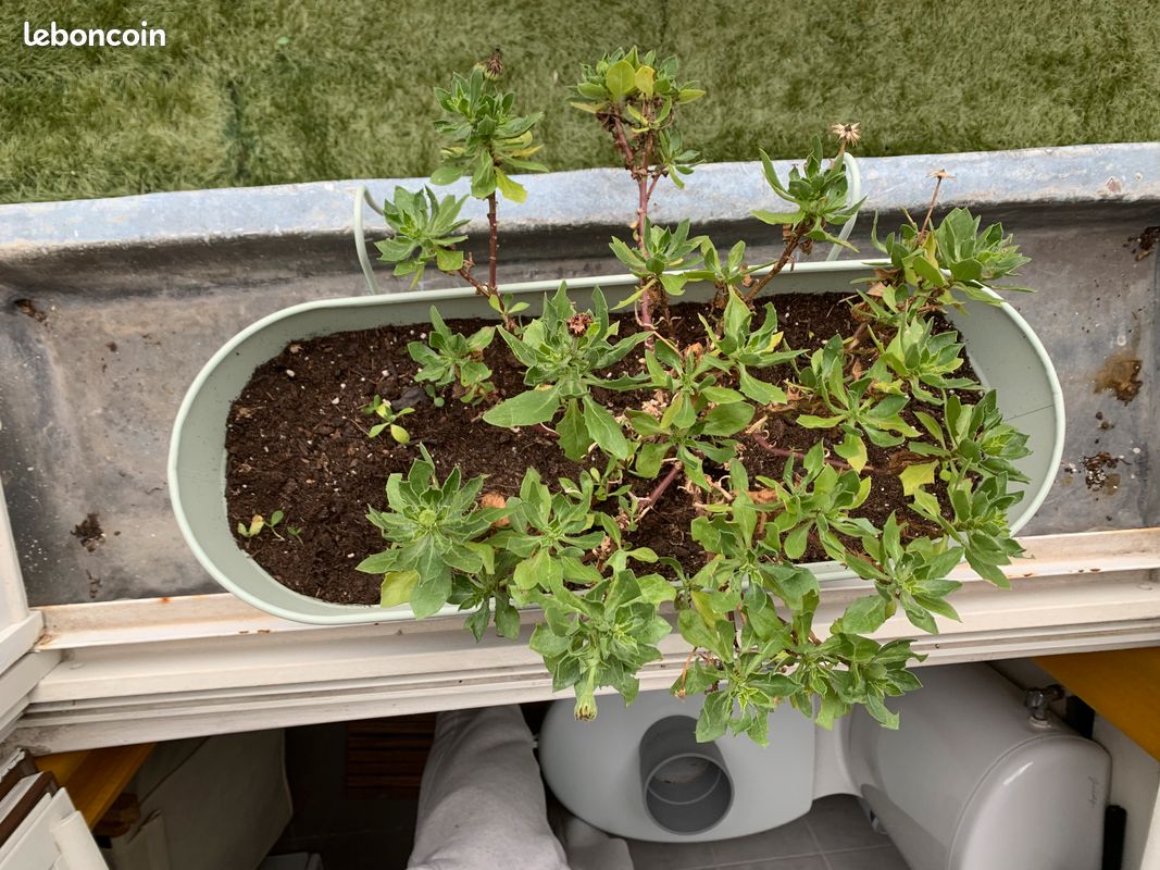 Jardinière/Balconier Pot Balcon Verte Menthe IKEA avec Plante Moyenne Taille Pâquerette Violette (image 3)