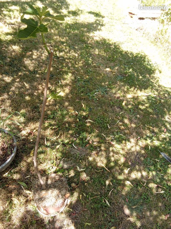 Beau figuier en pot culture de 2 ans taillé pour 1/2 tige bifère origine Nieul sur l'Autize en Vendée figue forme allongées très productif Pas d'envoi (image 5)