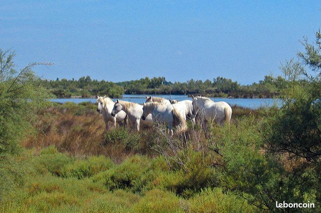 Villa entre Nîmes et Arles : vacances en Provence et en Camargue (image 20)