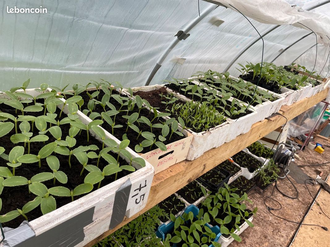 Plants potager (image 1)