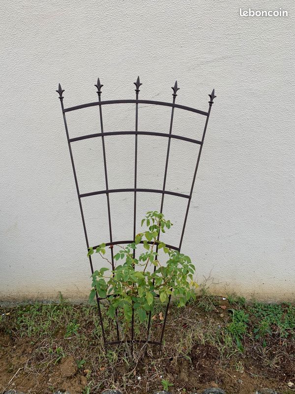 Support rosier grimpant (image 1)