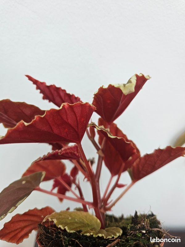 Rare begonia DATHVADERINA (image 5)