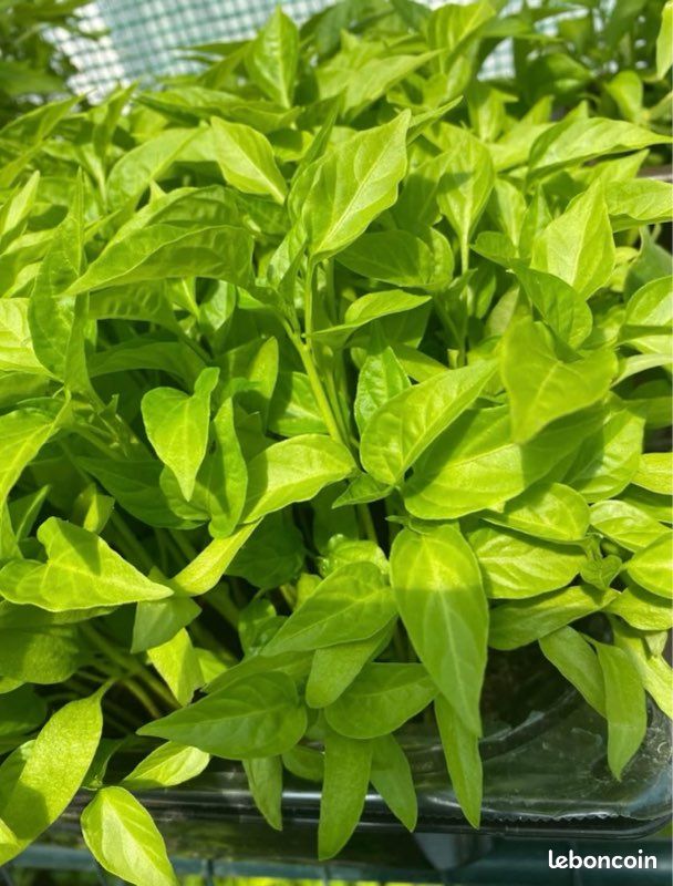 Plants de légumes et fruits variétés (image 6)