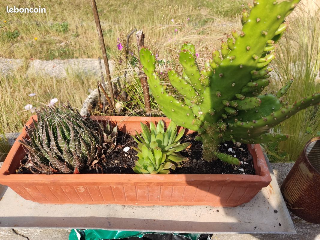 Plants Aloé Vera, cactus vente ou echange (image 8)