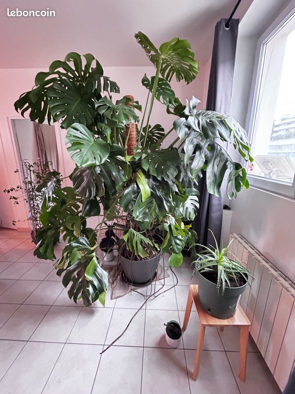monstera acuminata mint Monstera Adansonii ‘Double Windows’ Mint Variegated (Commonly Mislabeled as Monstera Acuminata Mint) *Grower's Choice* main image 1