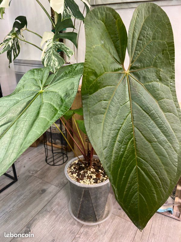 anthurium chrystallinum Anthurium crystallinum – Jordan's Jungle