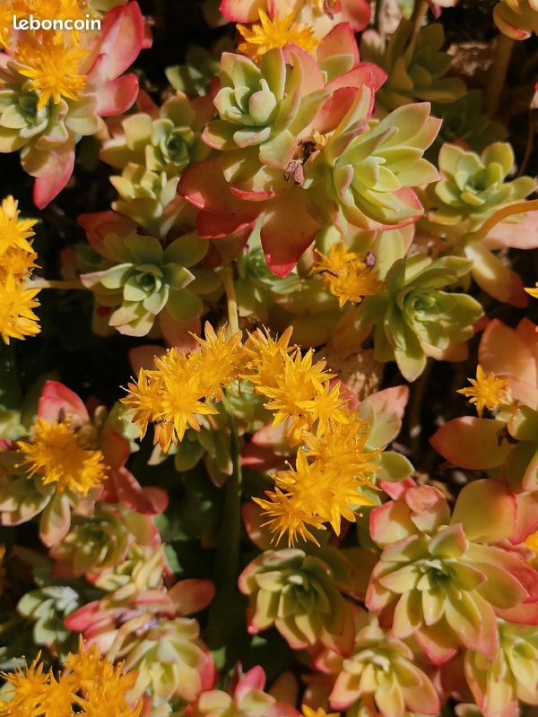 Sedum palmeri (image 2)