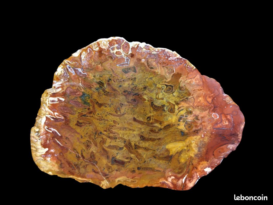 Minéraux rare fougère fossilisé Australie (image 1)