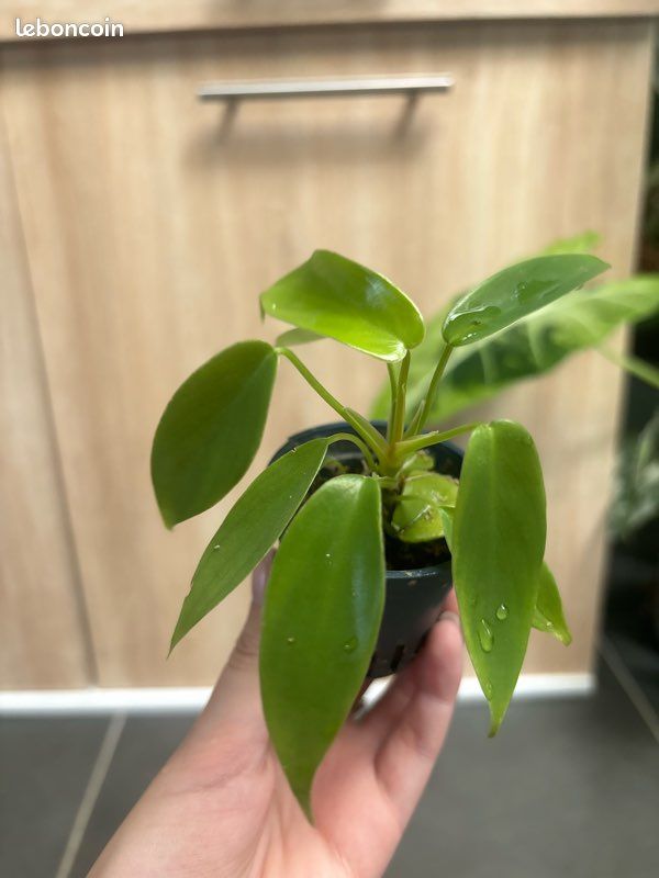 Philodendron florida Green (image 1)