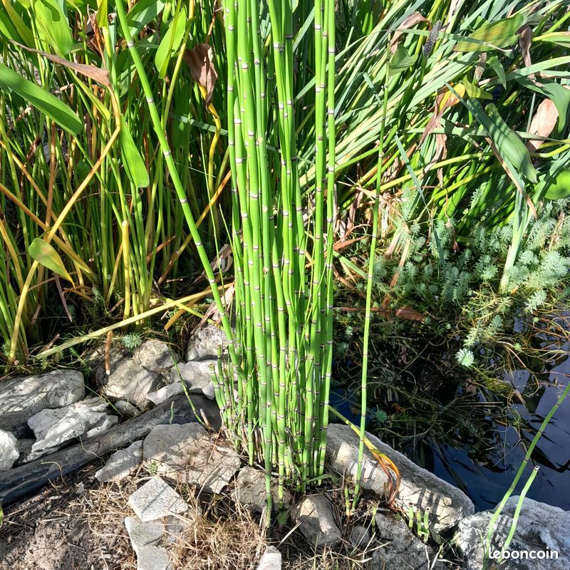 Plantes aquatiques (image 4)