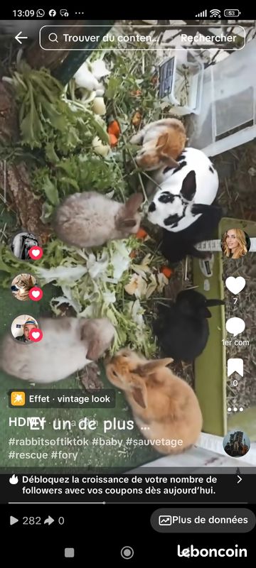 Lapin contre bon soin- pas de cage - habitué chat et chien (image 2)