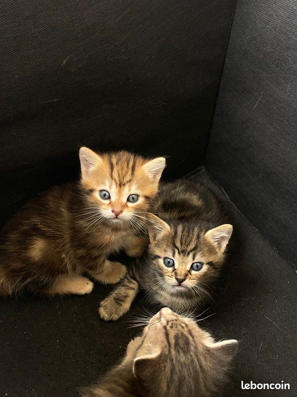 Chaton (image 2)