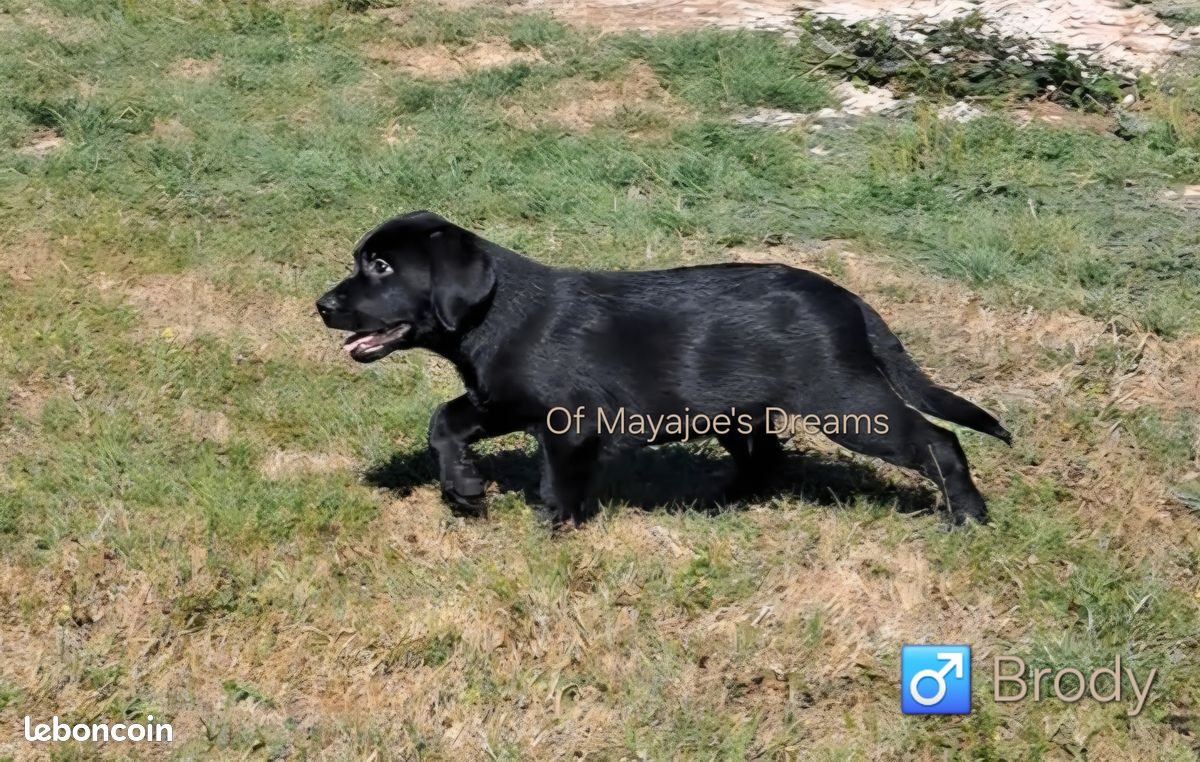 Magnifiques chiots Labrador Retriever Lof disponibles (image 3)