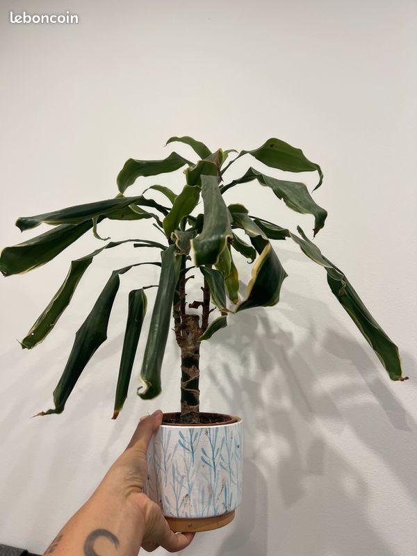 Plante de bambou avec pot (image 1)