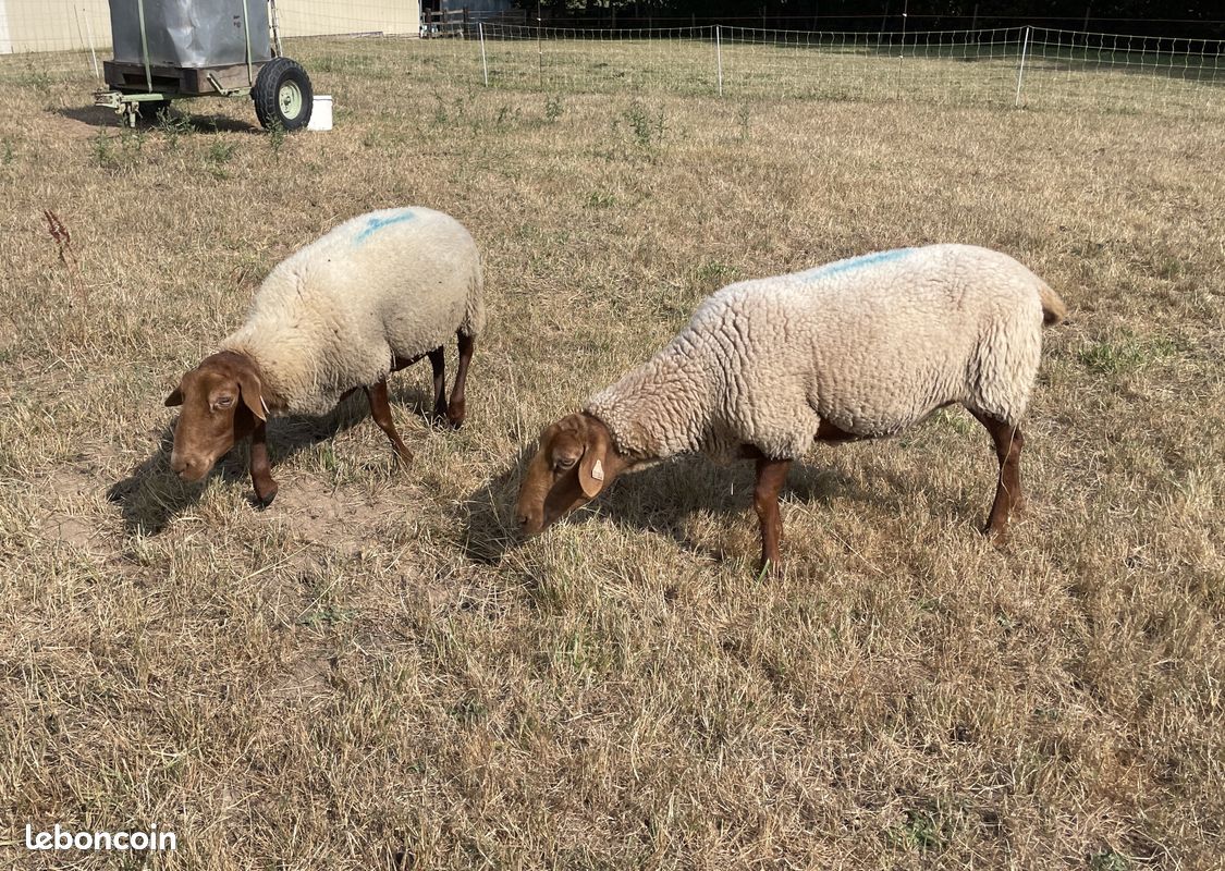 Moutons brebis de race Coburger Fuchsschaf (image 2)