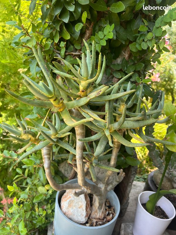 Rare Aloe ramosissima (image 2)
