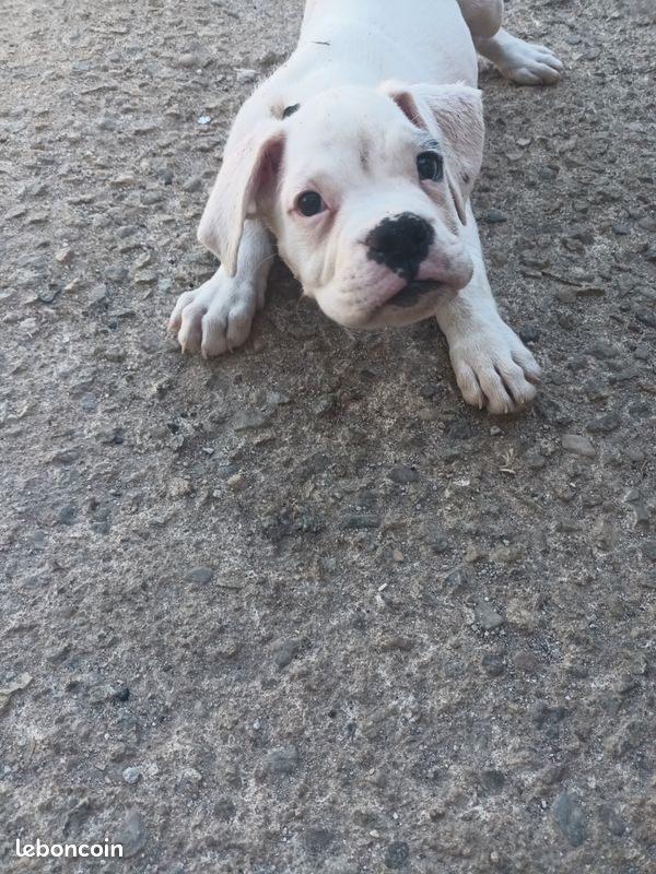 Chiots boxer (image 4)