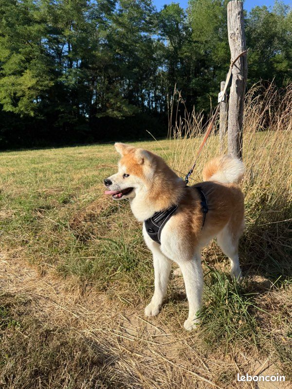Akita inu (image 2)