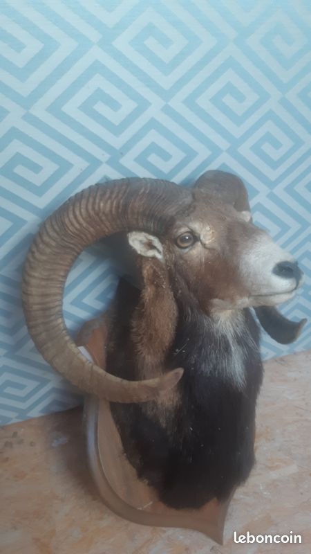 Trophé mouflon (image 2)