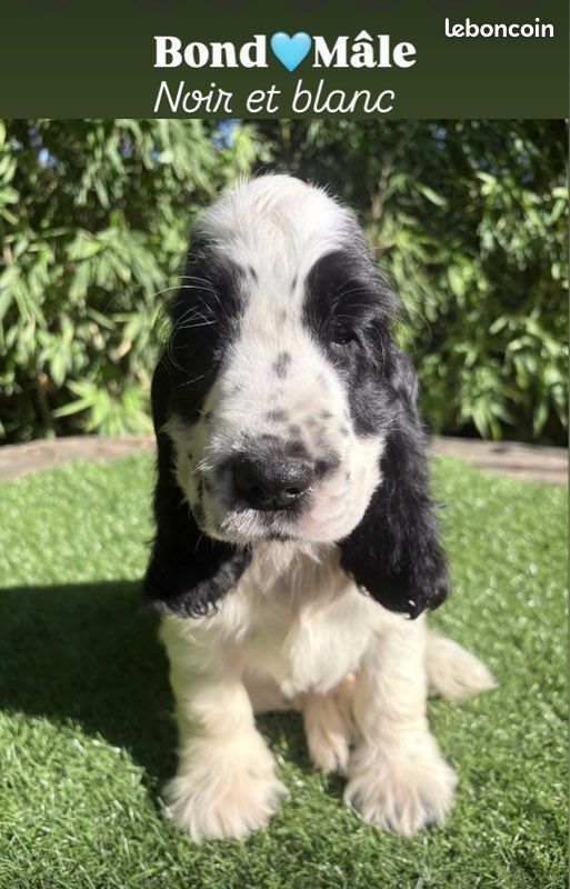 Chiot cocker anglais lof (image 4)