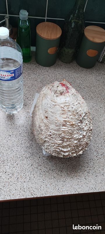 Coquillages (image 3)
