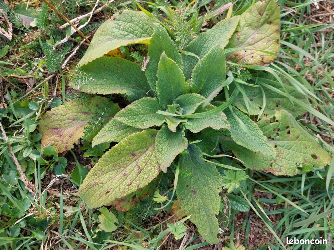 Échange au jardin (image 5)