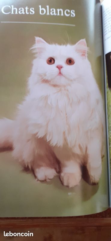 Livre " la passion des chats" Grund 1976 (image 3)