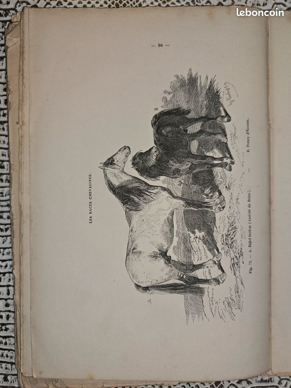 Planches anciennes illustrées – Les races chevalines (lot illustré XIXe siècle) (image 11)