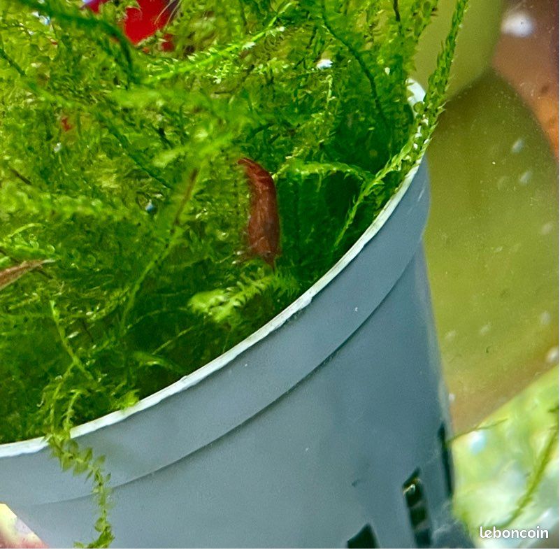 Plantes aquarium (image 3)