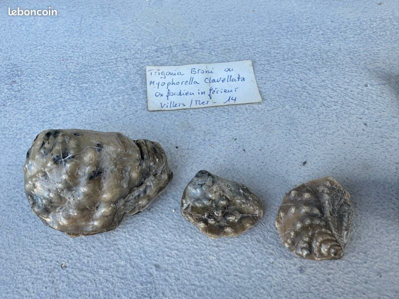 Fossiles TRIGONIA BRONI et LOPHA GREGAREA (image 1)