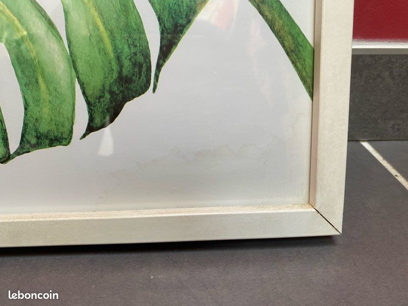 Cadres plantes exotiques (image 6)