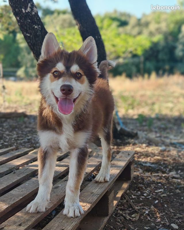 Chiot pomsky (image 3)