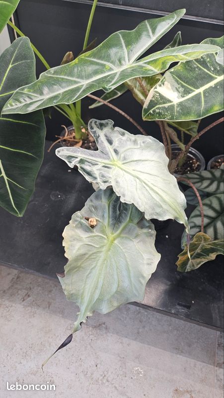 Bulbille Alocasia Venom (image 1)