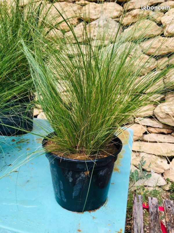 Plante Stipa « cheveux d’Ange » (image 4)
